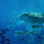 Pantai Botubarani Gorontalo