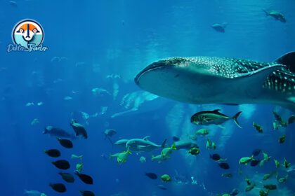 Pantai Botubarani Gorontalo