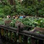 Monkey Forest Ubud Bali