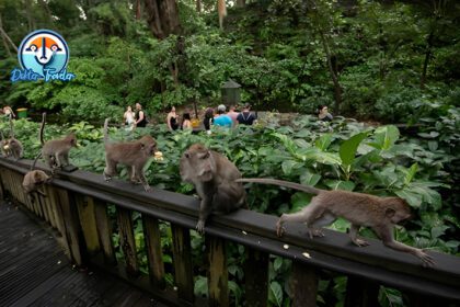 Monkey Forest Ubud Bali
