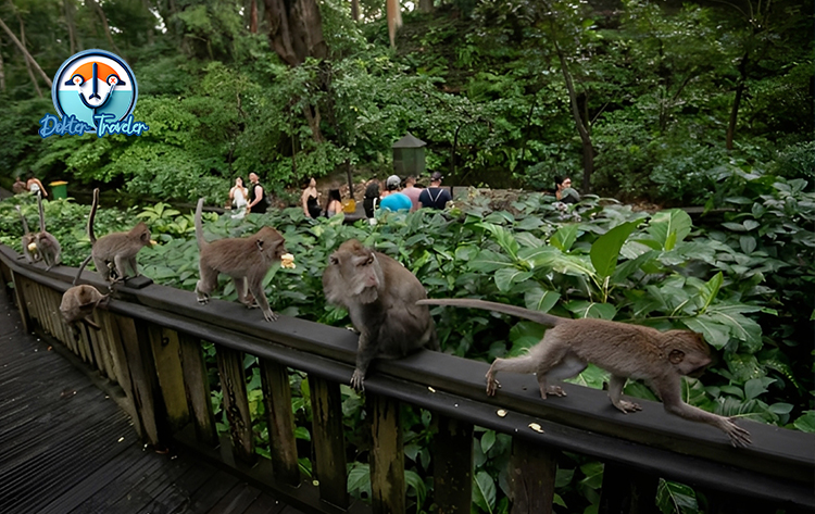 Monkey Forest Ubud Bali
