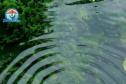 Bendungan Margotirto Lampung