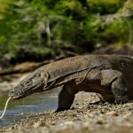 Taman Nasional Komodo NTT