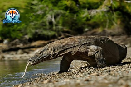 Taman Nasional Komodo NTT