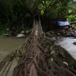 Jembatan Akar Bayang