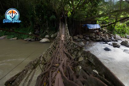 Jembatan Akar Bayang