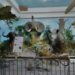 Rahmat International Wildlife Museum & Gallery