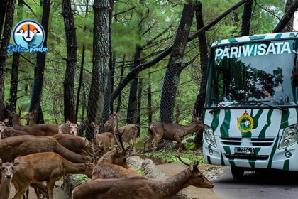 The Grand Taman Safari Prigen