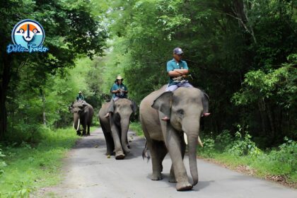 Taman Nasional Way Kambas